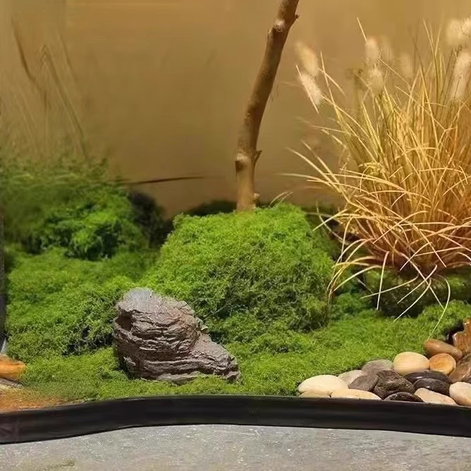 200g Mech Wiecznego Życia DIY  – Bonsai Garden For Home recenzja i cena